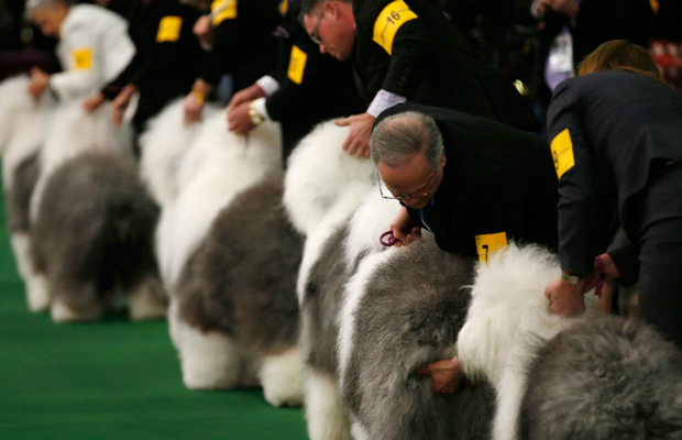 Miss P has won The 2015 Westminster Dog Show